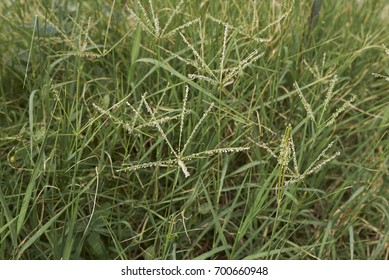 Grass