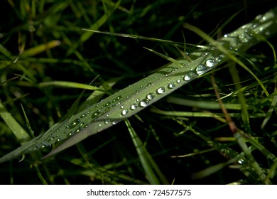 Grass