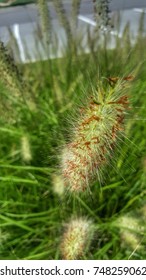 Grass 