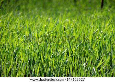 grass