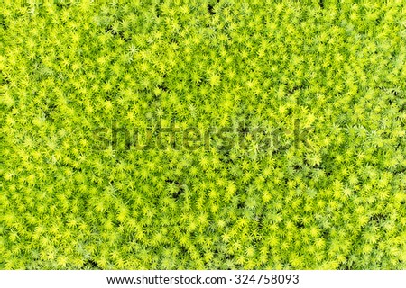 grass 