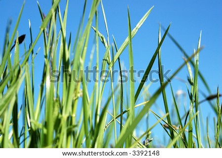grass