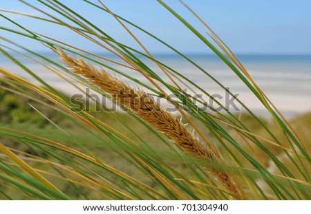 Similar – Image, Stock Photo marram grass Marram grass