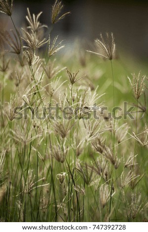 Similar – Sommergräser II Gras gelb