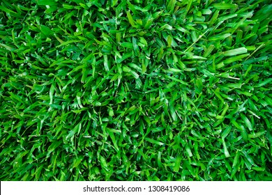 Grass from above