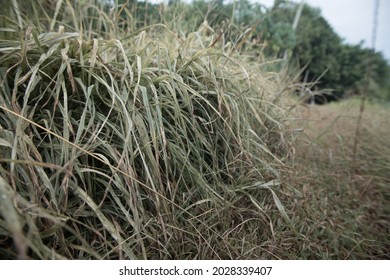 Grass After Being Sprayed With Weed Killer.