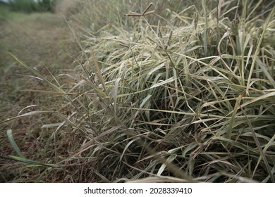 Grass After Being Sprayed With Weed Killer.