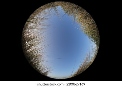 Grass Against A Blue Sky, Circle Effect From A Fisheye Lens