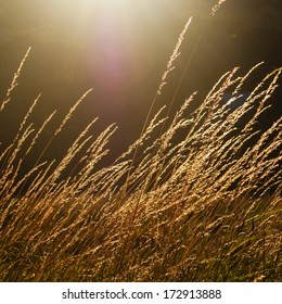 Grass against setting sun light