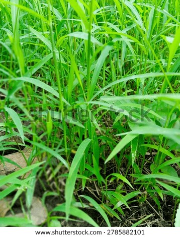 The grass is allowed to grow which makes the view fresher