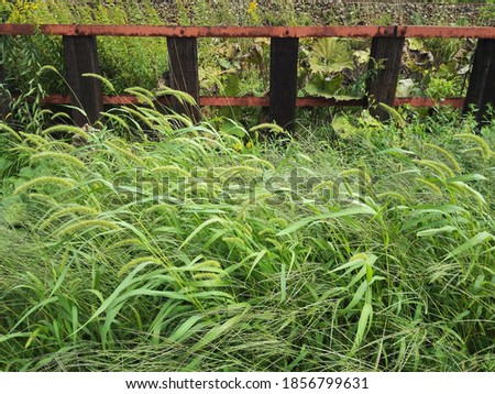 Grass along a wooden fence
