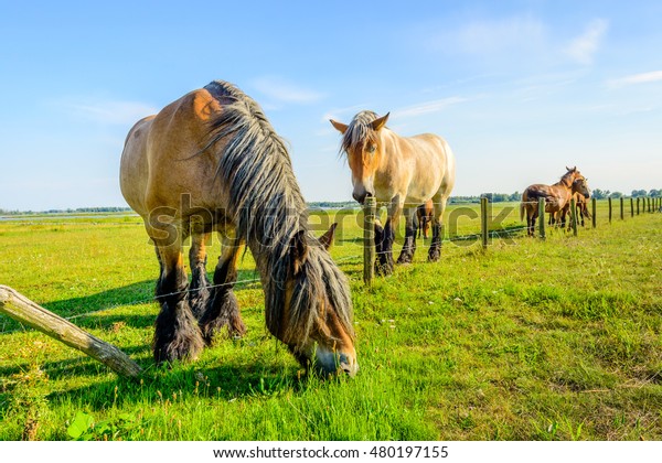 Grass Always Greener On Other Side Stock Image Download Now