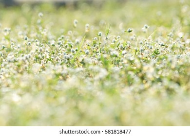  Grass background.