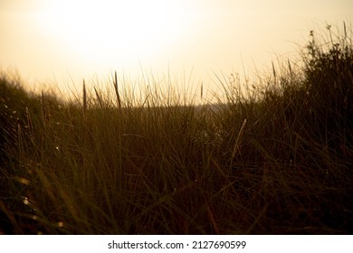 Grass background against orange sky with sun beam. Soft focus. Abstract nature background