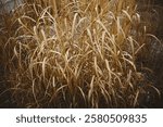 grass background, background in beige tones, grass structure, vegetation, warm color, natural background, ocher, ocher tones, grass spikelets, dead wood