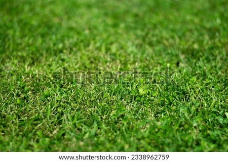 Grass background - Fundal iarba Imagine de stoc © 