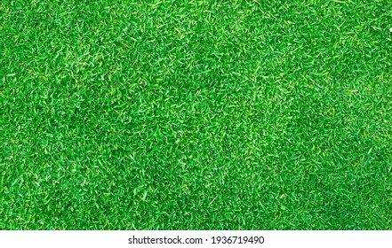 Grass Background Golf Courses Green Lawn Pattern Textured Background.