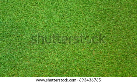 Grass Background and Texture