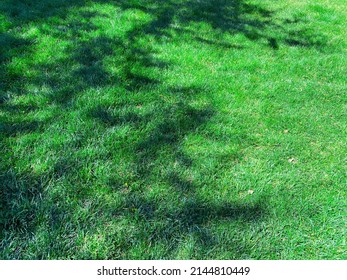 a grass backyard green yard lawn hiking trail clearing sunny tree shadows clear lush trees shadow