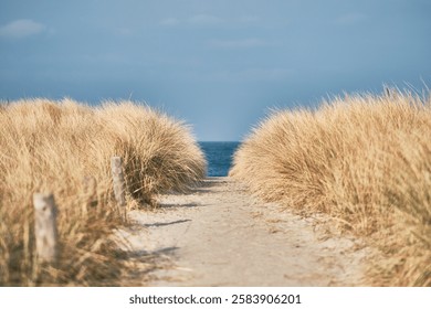Grass at the Baltic Sea coast in Germany. High quality photo - Powered by Shutterstock - Get 15% off with code: PIKWIZARD15