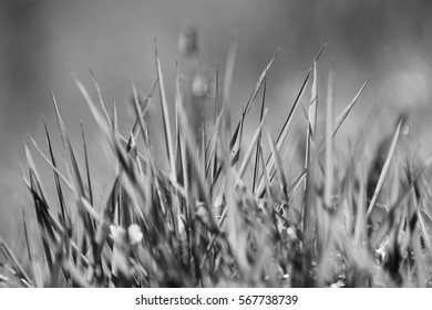 Grass, black and white