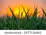 Grass blades covered in dew, backlit by vibrant sunrise. Warm orange hues of rising sun create beautiful contrast with fresh green grass, capturing essence of peaceful morning.