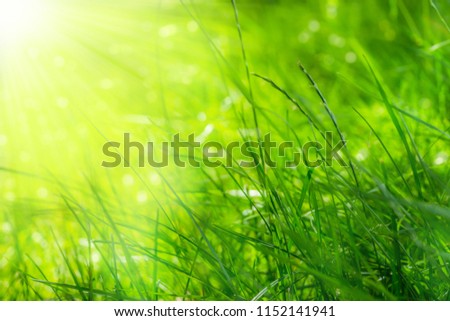 grass blades in sunshine
