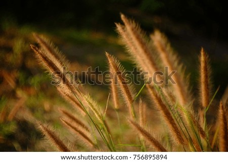 Similar – Sommergräser II Gras gelb