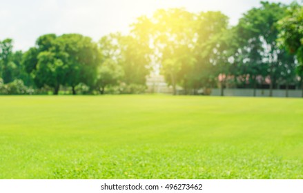 Grass Blur And Soft Light