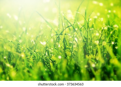Grass Bokeh. Beauty Nature Background