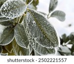 grass, branches with berries, colorful leaves covered with rime, frost and snow