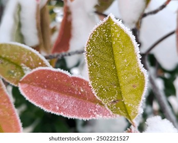 grass, branches with berries, colorful leaves covered with rime, frost and snow - Powered by Shutterstock