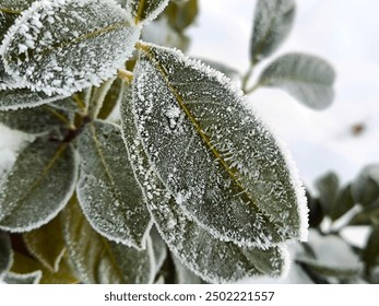 grass, branches with berries, colorful leaves covered with rime, frost and snow - Powered by Shutterstock