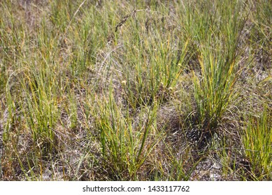 Grass Brazilian Cerrado Plants Stock Photo 1433117762 | Shutterstock