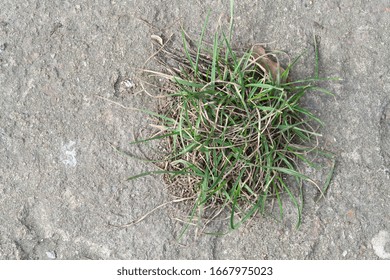 Grass Breaking Through Concrete Slab