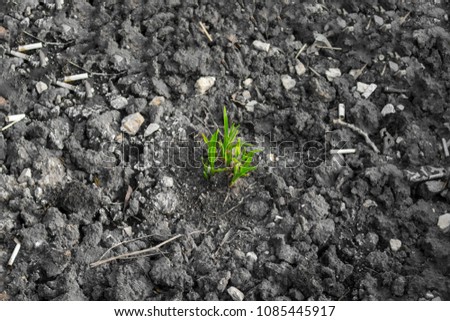 Grass breaks through dry, polluted soil. Cigarette, dirt, debris, sewage. Strength of will. Gray with a green plant