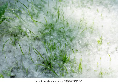 Grass Buried In Poplar Fluff, Concept Of  Land Grab By Spring Allergens