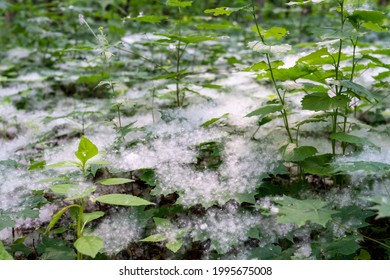 Grass Buried In Poplar Fluff, Concept Of  Land Grab By Spring Allergens