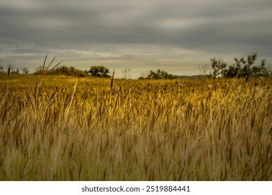 Grass by the sea at golden hour with a small focal length