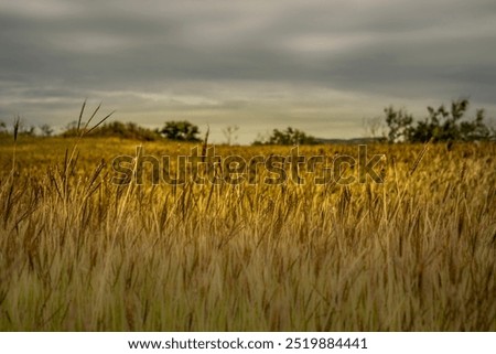 Grass by the sea at golden hour with a small focal length