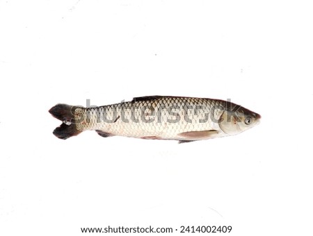 The grass carp (Ctenopharyngodon idella) is a species of large herbivorous freshwater fish in the family Cyprinidae, native to the Pacific Far East. It is cultivated as a food fish. 