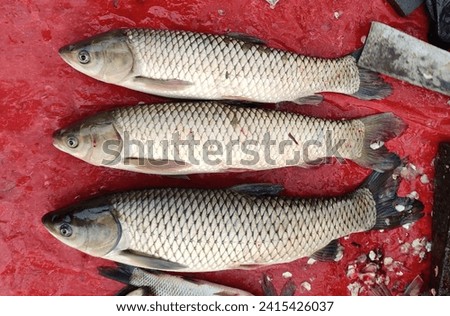 The grass carp (Ctenopharyngodon idella) is a species of large herbivorous freshwater fish in the family Cyprinidae, native to the Pacific Far East. It is cultivated as a food fish. 