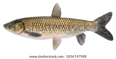 Grass carp fish with scales. Raw river fish. Fresh goldfish, side view. Isolated on white background