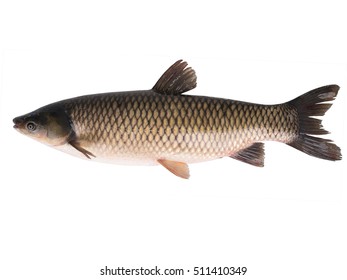 Grass Carp Isolated On A White  Background