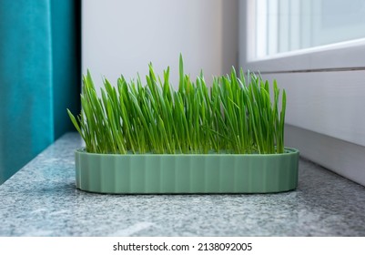 Grass For Cats In A Container Stanging On A Granite Window Sill