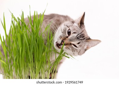 Grass for cats is planted at home.Cats eat grass.