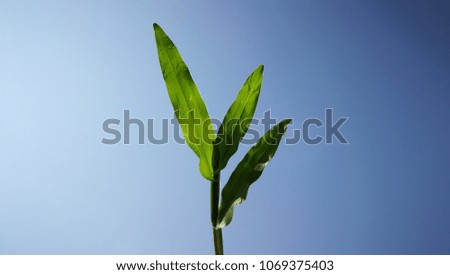 Grass with clear sky in Thailand