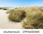 Grass clings to the sand forming dunes along the Pacific Ocean in summer under a perfect blue sky.  The windswept area is popular with tourists