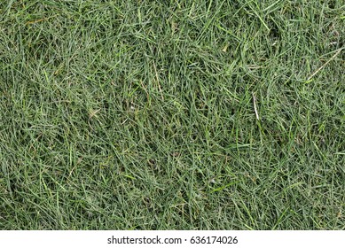 Grass Clippings