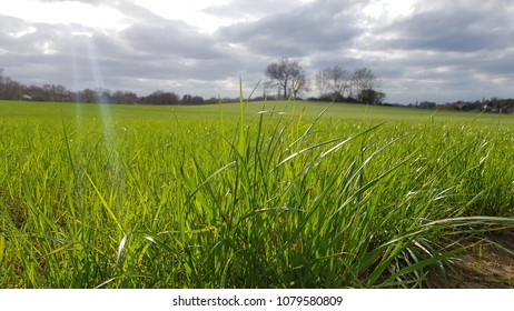 Grass Close Up